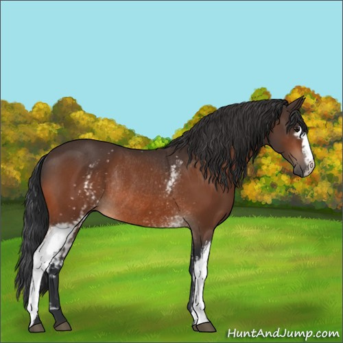 Horse Color:White Spotted Bay Rabicano