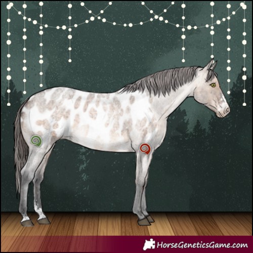 Horse Color:Brown Roan Dun Sabino Appaloosa 