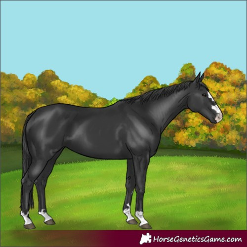 Horse Color:Black 