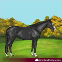 Horse Color:Black 