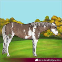 Horse Color:Silver Brown Dun Sabino 