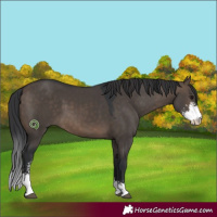 Horse Color:Brown Dun Sabino 