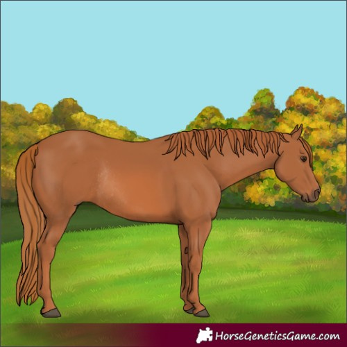 Horse Color:Chestnut Rabicano 