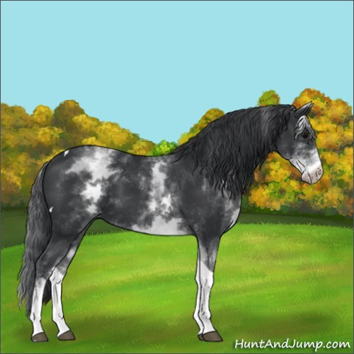 Horse Color:White Spotted Black Tobiano 
