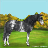 Horse Color:White Spotted Black Tobiano