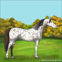 Horse Color:Bay Dun Sabino Tobiano Appaloosa Rabicano 