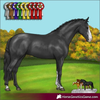 Horse Color:Black Sabino