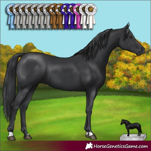 Horse Color:Black 