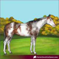 Horse Color:White Spotted Bay 