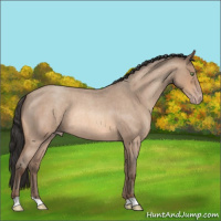 Horse Color:Amber Champagne Roan Rabicano 