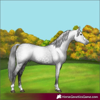 Horse Color:Gray Black 