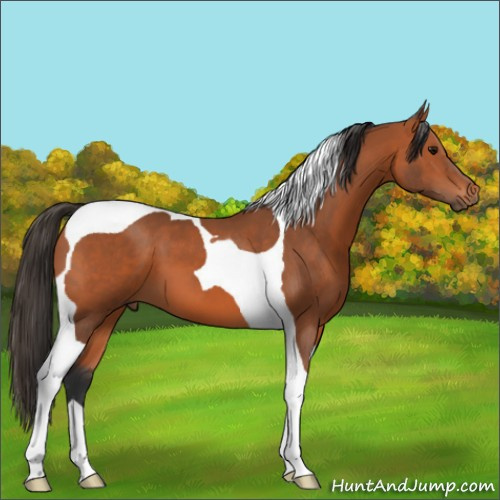 Horse Color:Bay Tobiano