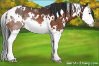 Horse Color:White Spotted Bay Splash