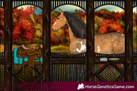 Horse Color:White Spotted Buckskin