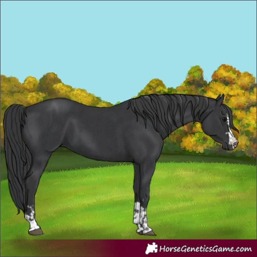 Horse Color:Black and Black