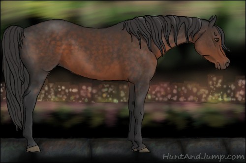 Horse Color:Liver Chestnut 