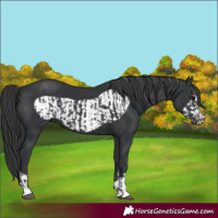 Horse Color:Black  and Black Frame 