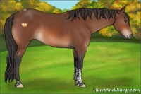 Horse Color:Bay Tobiano 