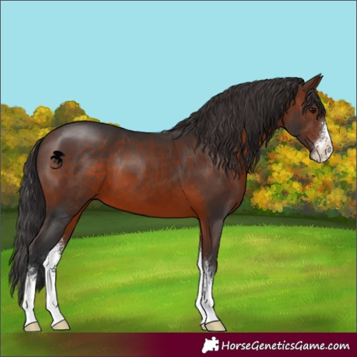 Horse Color:Brown Sabino 