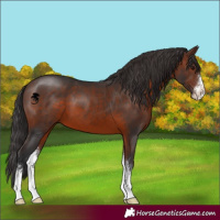 Horse Color:Brown Sabino 