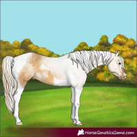 Horse Color:Chocolate Palomino Dun Tobiano Brindle 