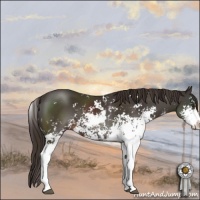 Horse Color:Liver Chestnut Sabino 
