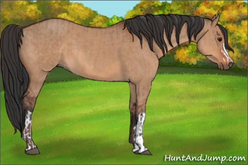 Horse Color:Bay Dun and Bay Dun