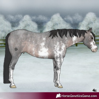 Horse Color:Platinum Brown Roan Sabino 