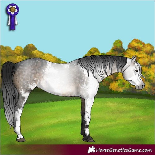 Horse Color:Gray Brown Dun Sabino Brindle