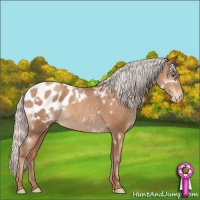 Horse Color:White Spotted Silver Classic Champagne Sabino Appaloosa Rabicano 