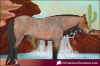 Horse Color:Bay Roan 