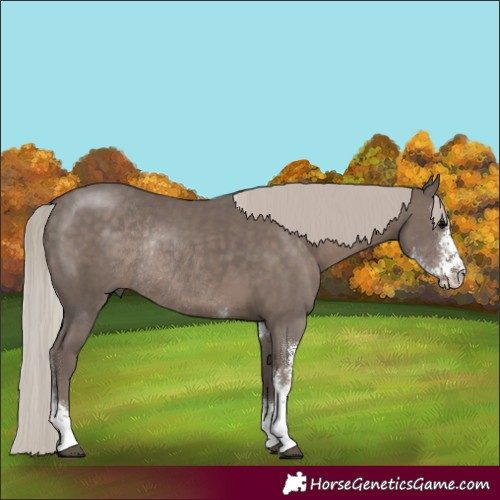Horse Color:Silver Black Sabino Rabicano