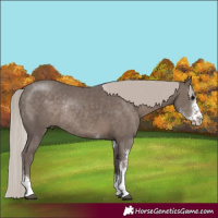Horse Color:Silver Black Sabino Rabicano 