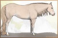 Horse Color:Perlino Sabino 