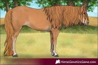 Horse Color:Chestnut 