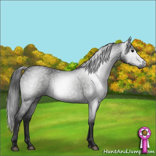 Horse Color:Gray Blue Roan Varnish