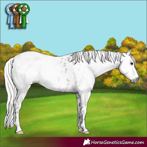 Horse Color:Gray Silver Brown Dun Leopard 