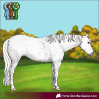 Horse Color:Gray Silver Brown Dun Leopard
