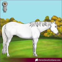 Horse Color:Gray Silver Brown Dun Appaloosa