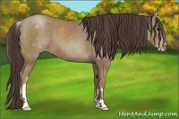 Horse Color:White Spotted Classic Champagne