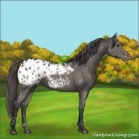 Horse Color:Grullo Snowflake Varnish 