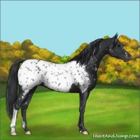 Horse Color:Black Appaloosa 