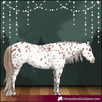 Horse Color:Chestnut Near Leopard 