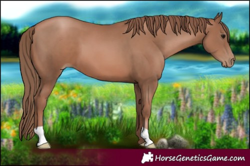 Horse Color:Chocolate Black Pearl 