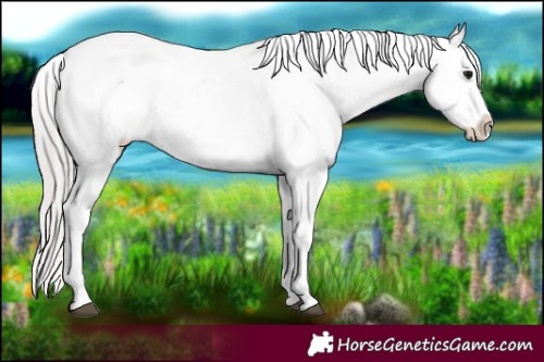 Horse Color:White Spotted Silver Black Appaloosa 