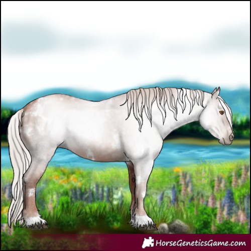 Horse Color:Gray White Spotted Chocolate Silver Black Pearl