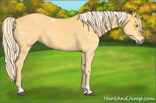 Horse Color:Palomino