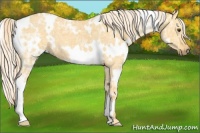 Horse Color:White Spotted Palomino Ice Dun 