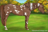 Horse Color:White Spotted Chestnut 