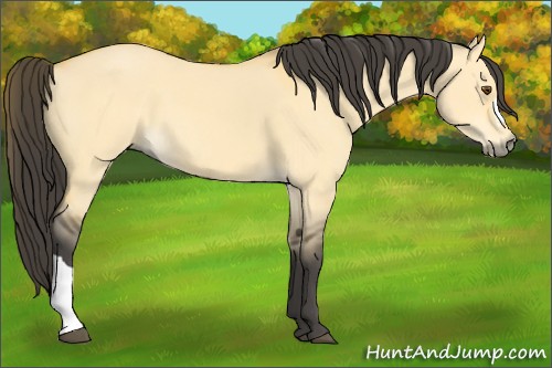 Horse Color:Buckskin Dun 